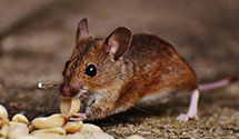 24 Hour & Emergency Exterminators in Storrie, CA